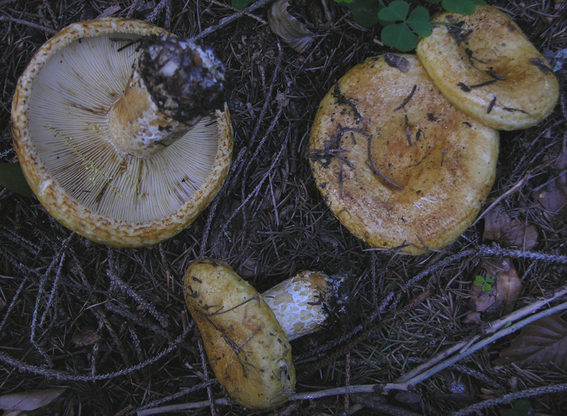 4 Lactarius sp.